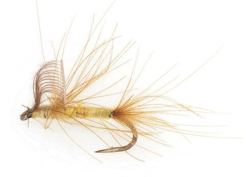 PMD Mayfly Upwing